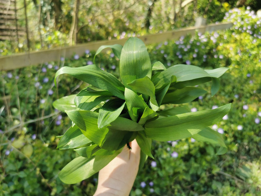 Wild About Garlic