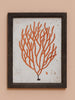 A Pair of Antiqued Coral Prints - Distinctly Living
