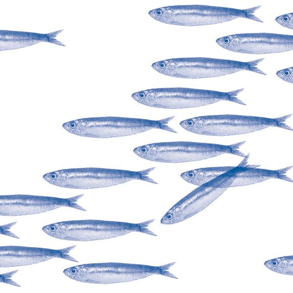Sardine Shoal Paper Napkins - Distinctly Living