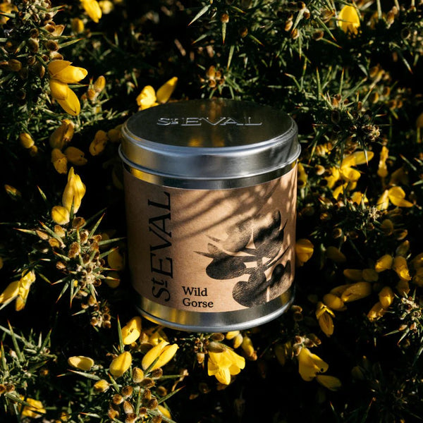 Wild Gorse - Candle Tin - Distinctly Living