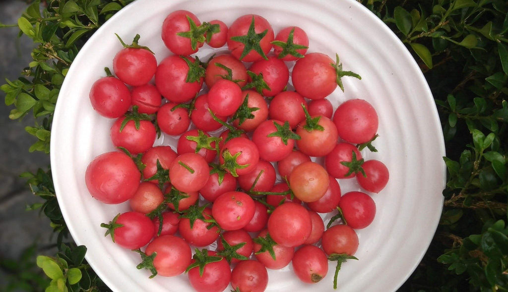 True love and homegrown tomatoes...