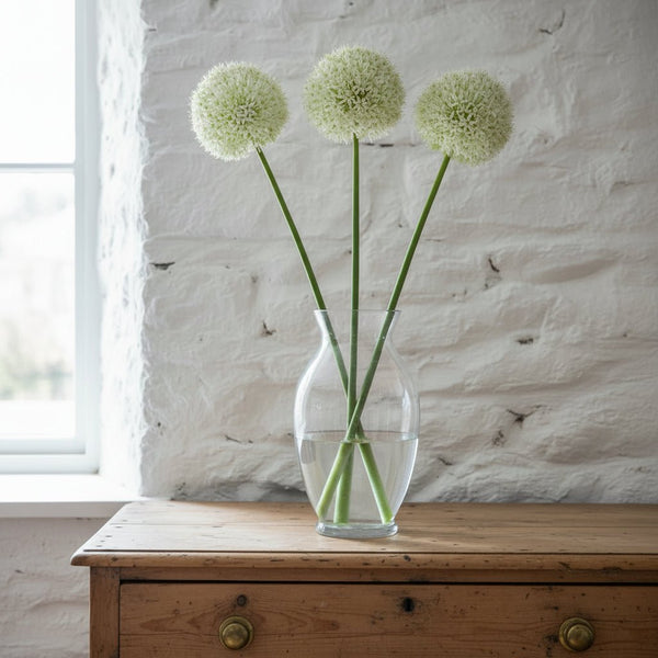 Allium large Ivory petals - Distinctly Living