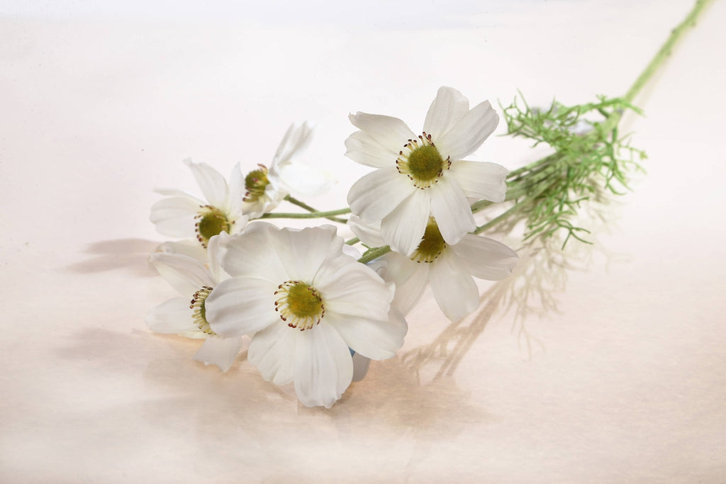 Cosmos Daisy Spray Stem - Distinctly Living