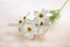 Cosmos Daisy Spray Stem - Distinctly Living