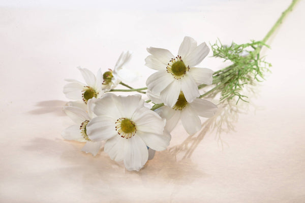 Cosmos Daisy Spray Stem - Distinctly Living