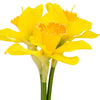 Daffodil Flowers Bouquet x 3 Heads Yellow - Distinctly Living