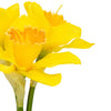 Daffodil Flowers Bouquet x 3 Heads Yellow - Distinctly Living