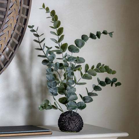Eucalyptus With Root Ball - Distinctly Living