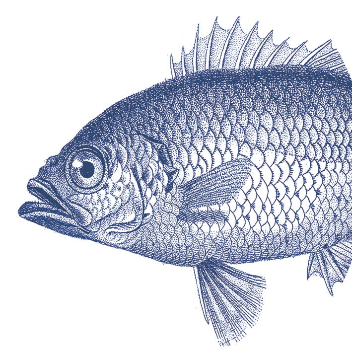 Fish Marine Napkin- Pack of 20 - Distinctly Living