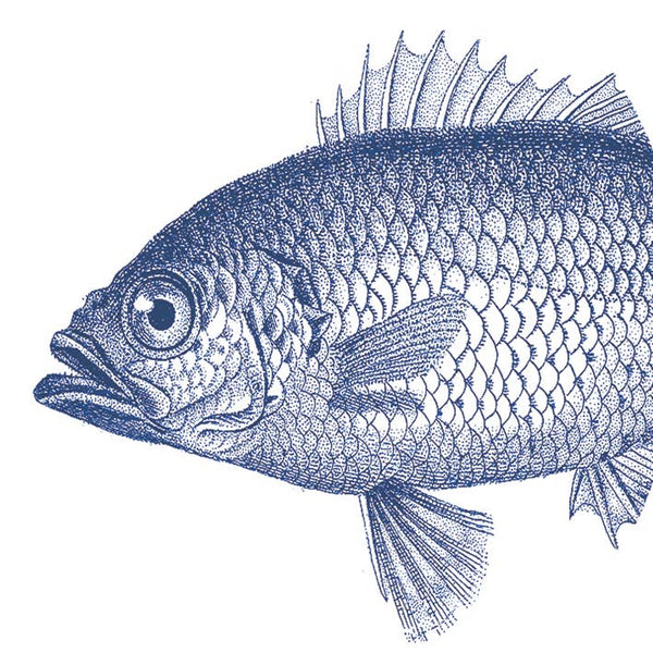 Fish Marine Napkin- Pack of 20 - Distinctly Living