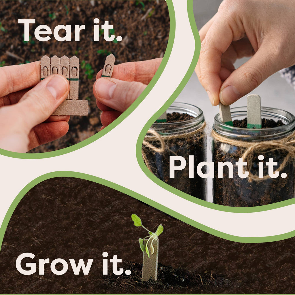 Grow your own Christmas Tree - Distinctly Living