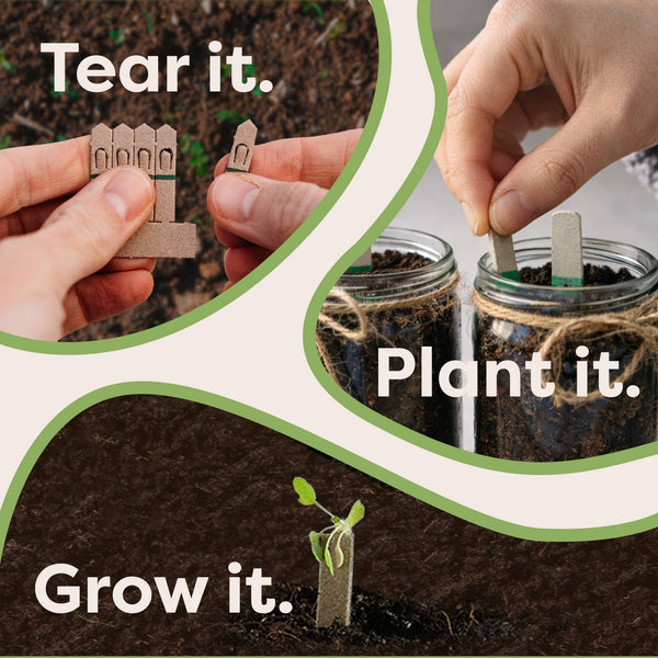 Grow your own Christmas Tree - Distinctly Living