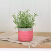 Jute Lined Planter - Green or Pink - Distinctly Living