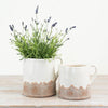 Luna Cream Jug - Distinctly Living