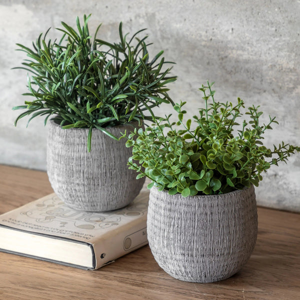 Set of 2 Potted Herbs - Rosemary - Distinctly Living
