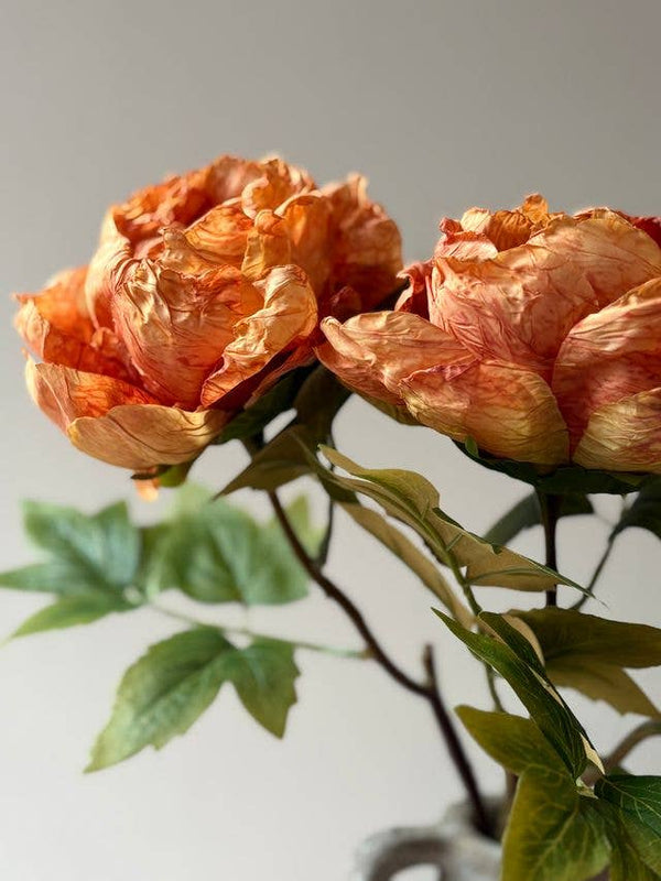 Single Closed Cup Peony - Distinctly Living