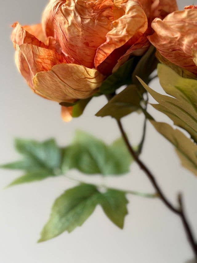 Single Closed Cup Peony - Distinctly Living