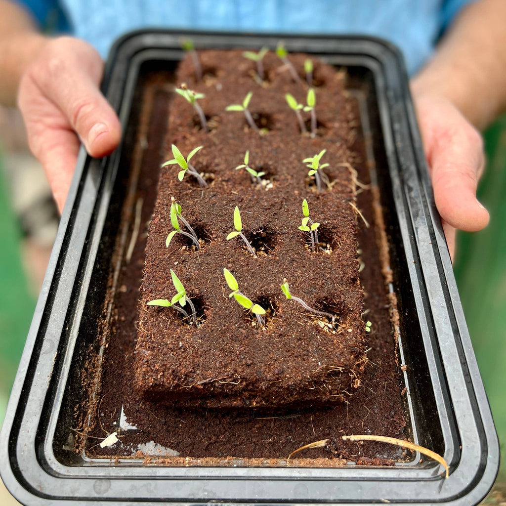 The Brontë Flowers Growbar - Distinctly Living