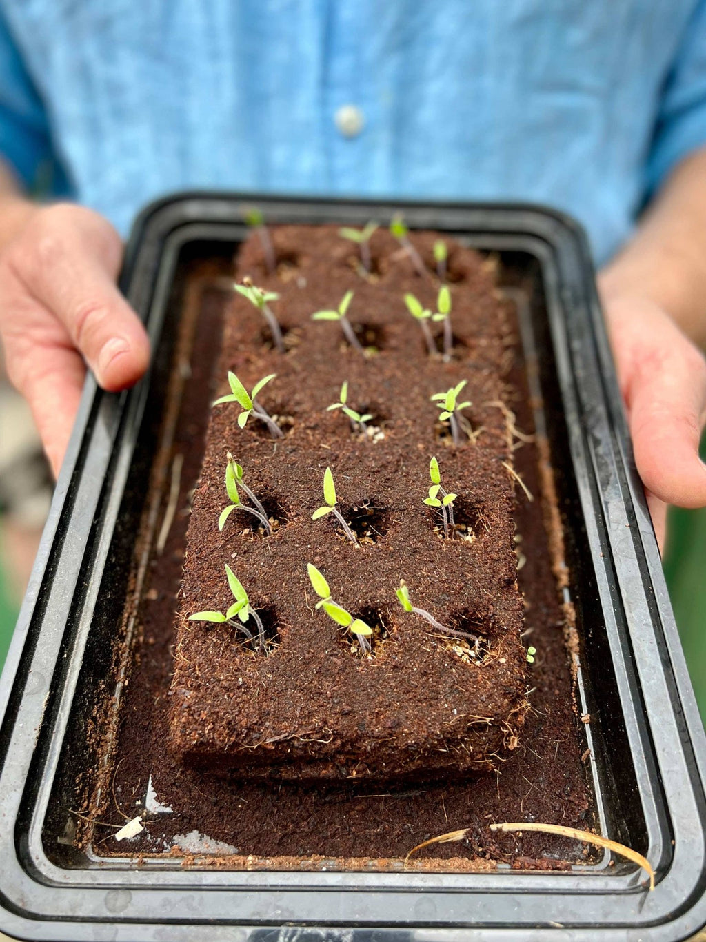 The Salad Growbar - Distinctly Living
