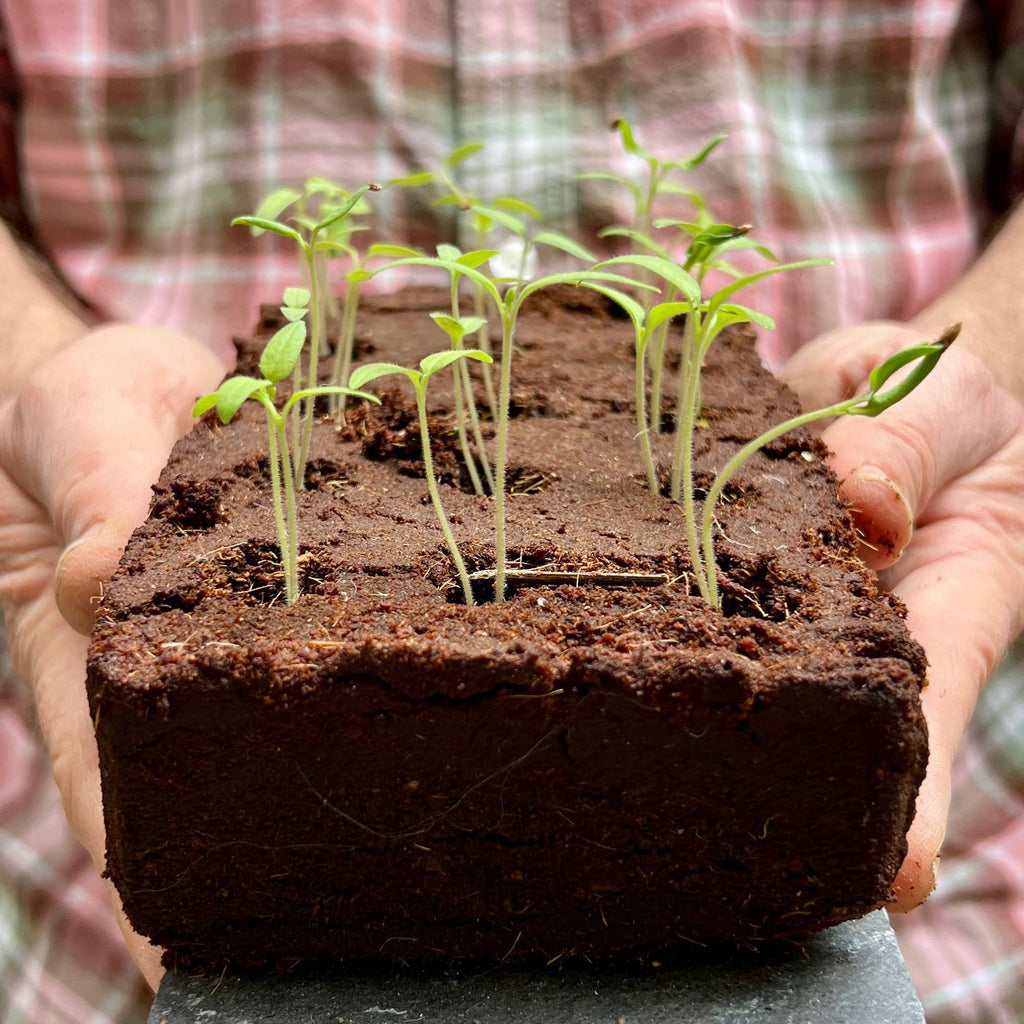 The Sunflower Growbar - Distinctly Living