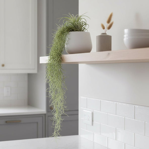 Trailing Spanish Moss - Distinctly Living