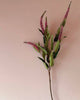 Veronica Stem - Pink - Distinctly Living