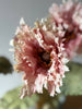 Vintage Poppy - Dusky Pink - Distinctly Living