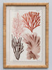 A Pair of Rattan Framed Seaweed Pictures - Distinctly Living