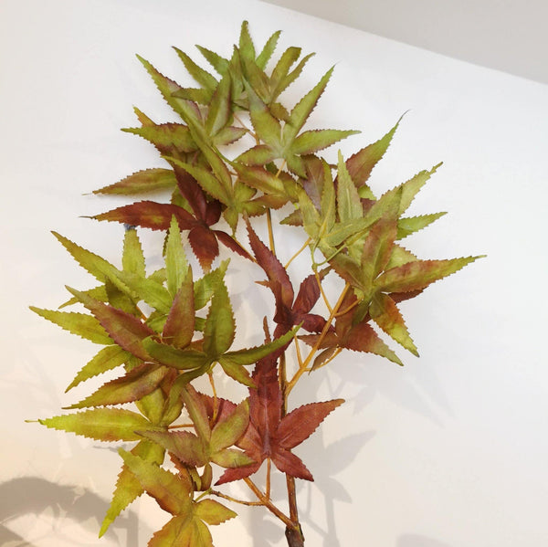 Acer Leaves - Distinctly Living