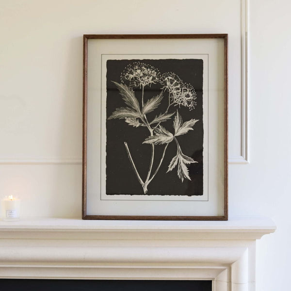 Black Angelica Botanical - Framed Print - Distinctly Living