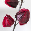 Chinese Lantern Stem - Distinctly Living