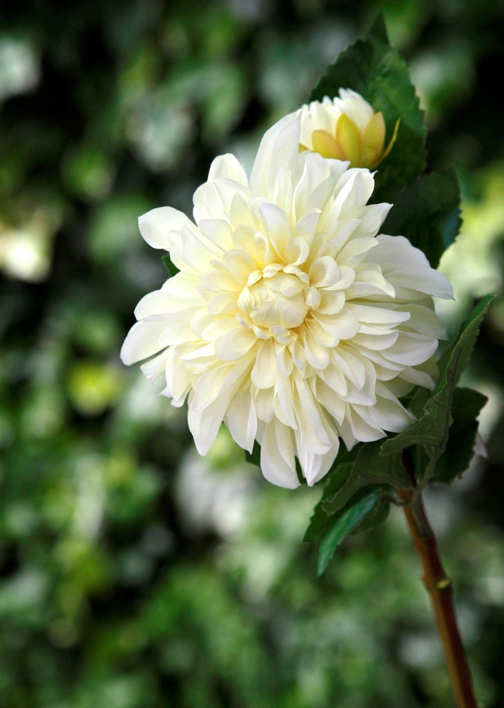 Dahlia Ivory - Flowers - Distinctly Living