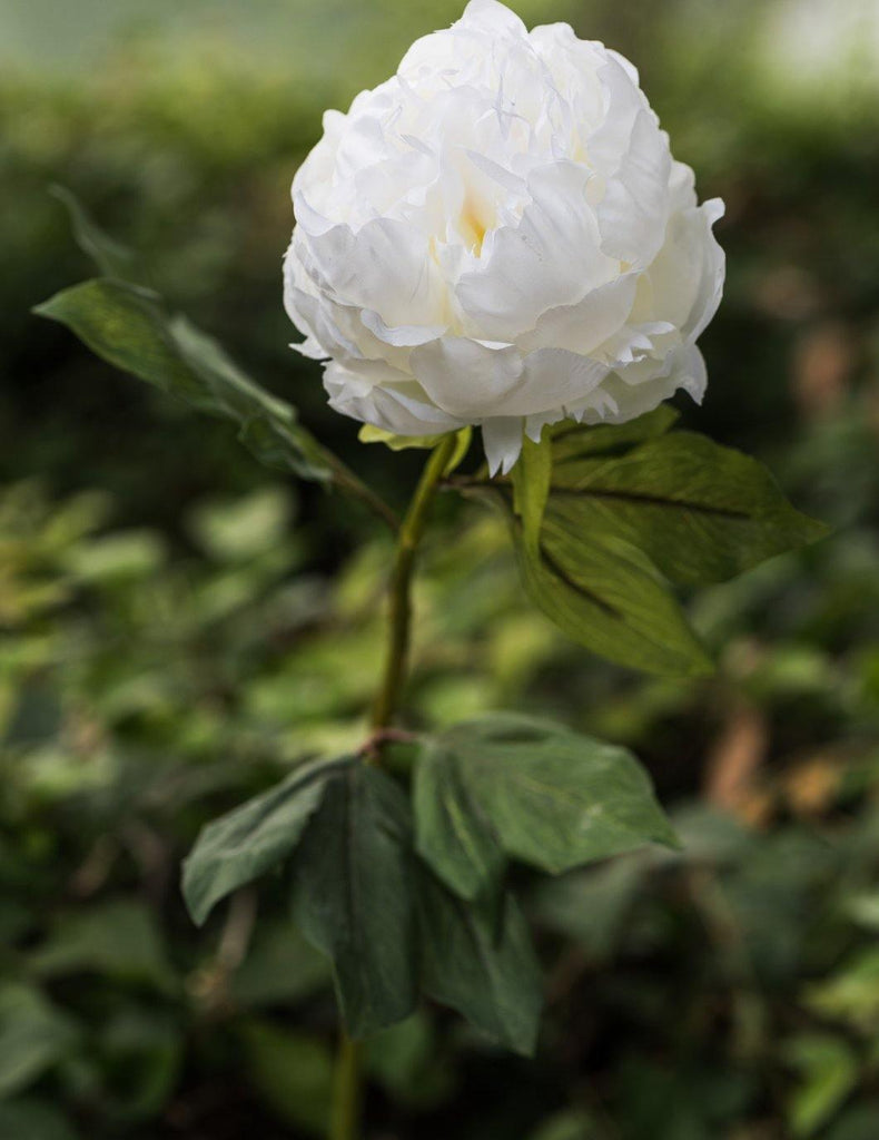 Double Peony Flowers - White - Distinctly Living