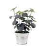 Eucalyptus Metal Pot - Distinctly Living 