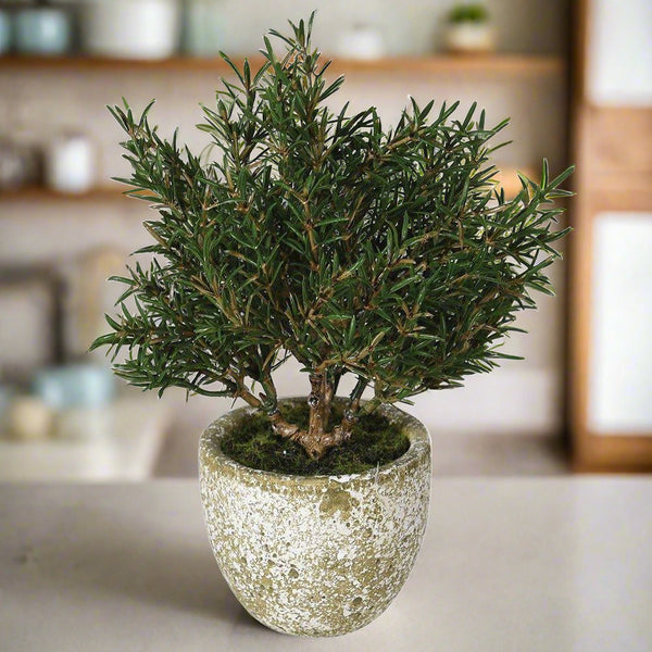 Faux Potted Rosemary - Distinctly Living 