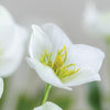 Hellebore White Flower Stem - Distinctly Living 