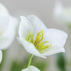 Hellebore White Flower Stem - Distinctly Living
