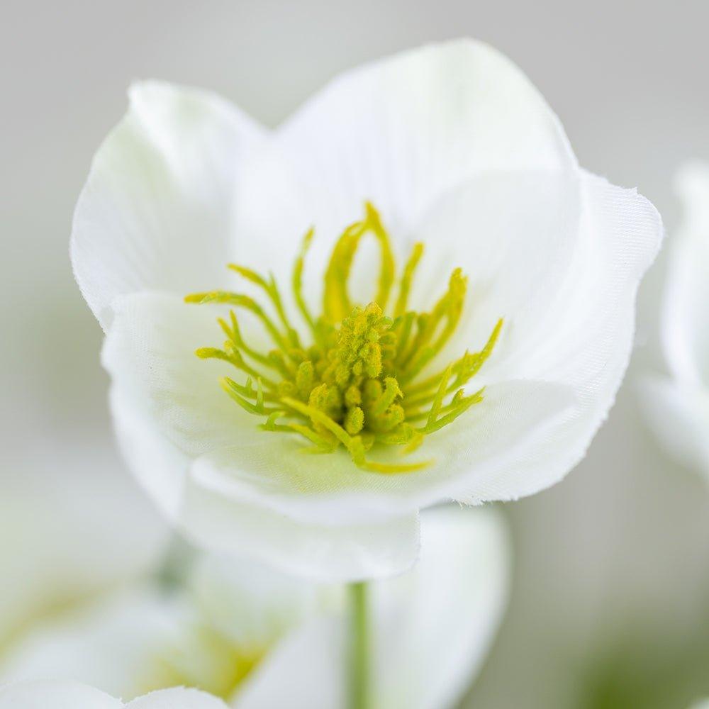 Hellebore White Flower Stem - Distinctly Living