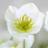 Hellebore White Flower Stem - Distinctly Living 