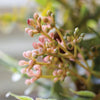 Hydrangea Bouquet Flowers - Distinctly Living