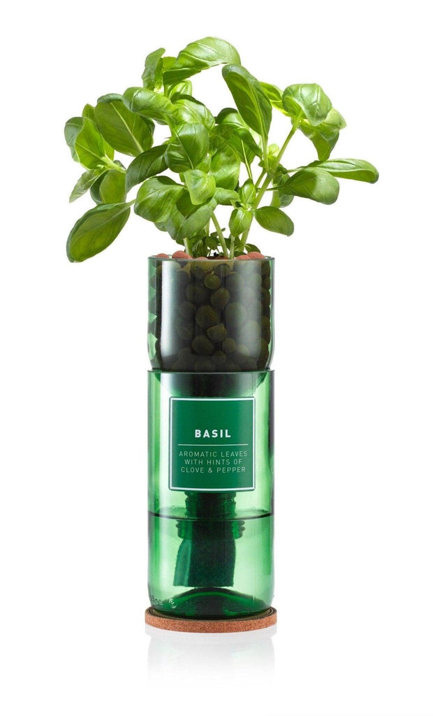 Hydroponic Herb Kit - Mint, Basil, Coriander, Rocket or Rosemary - Recycled Wine Bottles - Distinctly Living