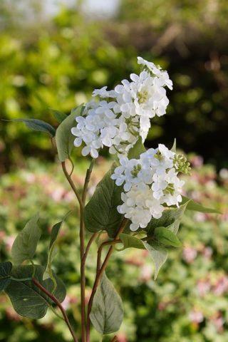 Lilac - Double Headed White - Flowers - Distinctly Living