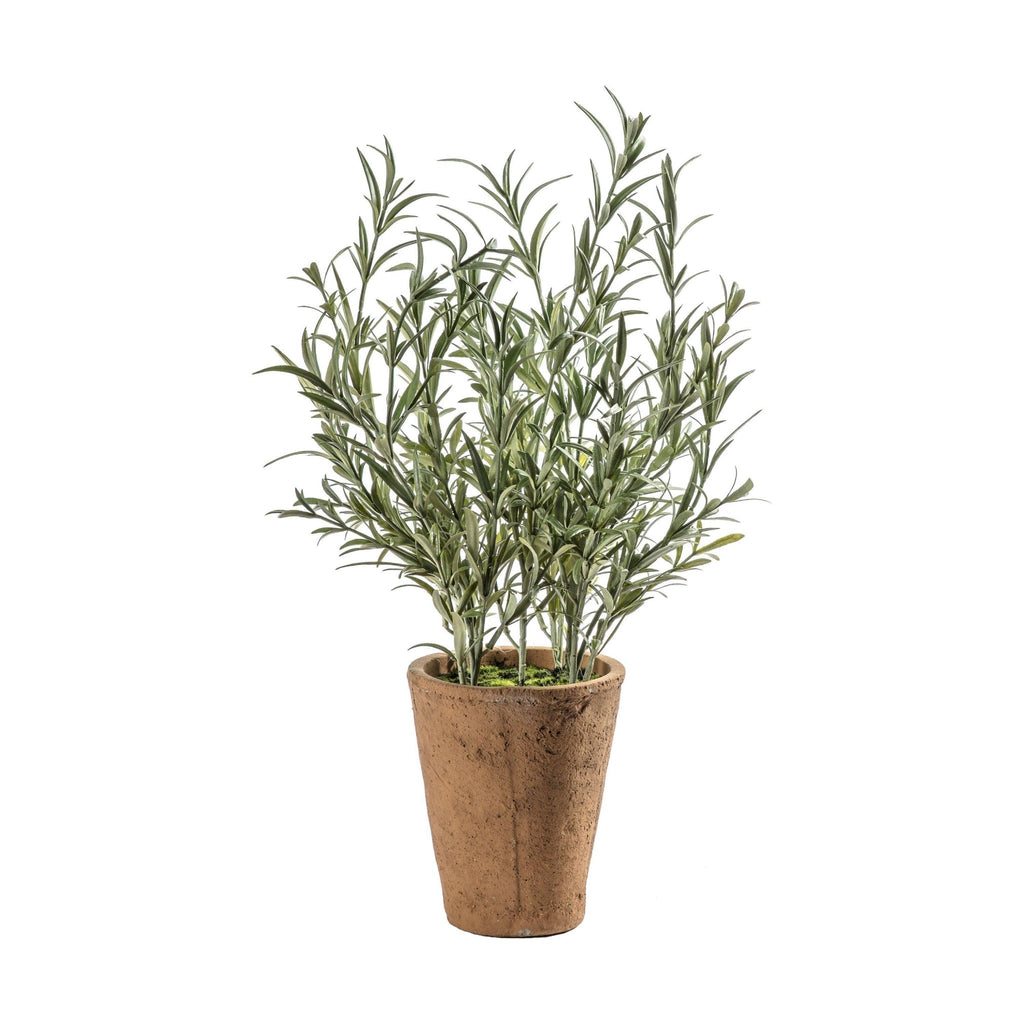 Med Herb Plant - Distinctly Living