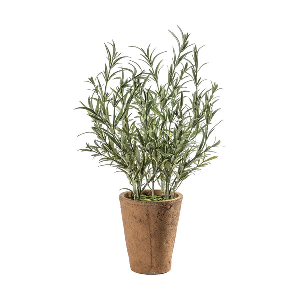 Med Herb Plant - Distinctly Living