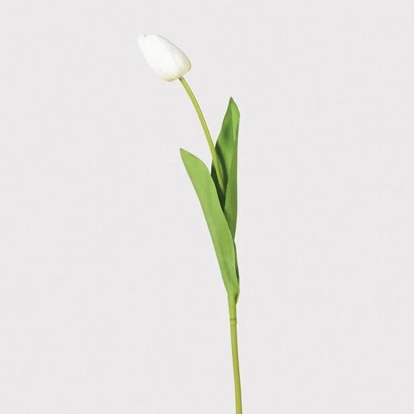 Single Tulip - Distinctly Living