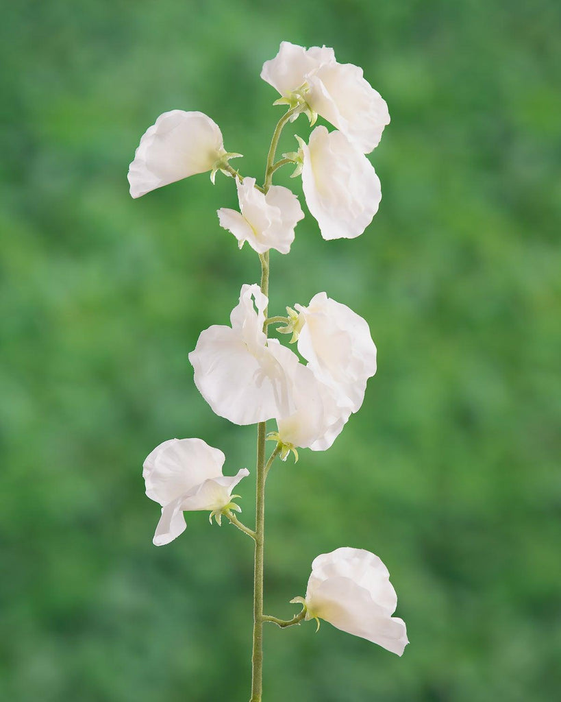 Sweet Pea Flower - Distinctly Living