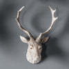 Weathered Stag Head - Distinctly Living